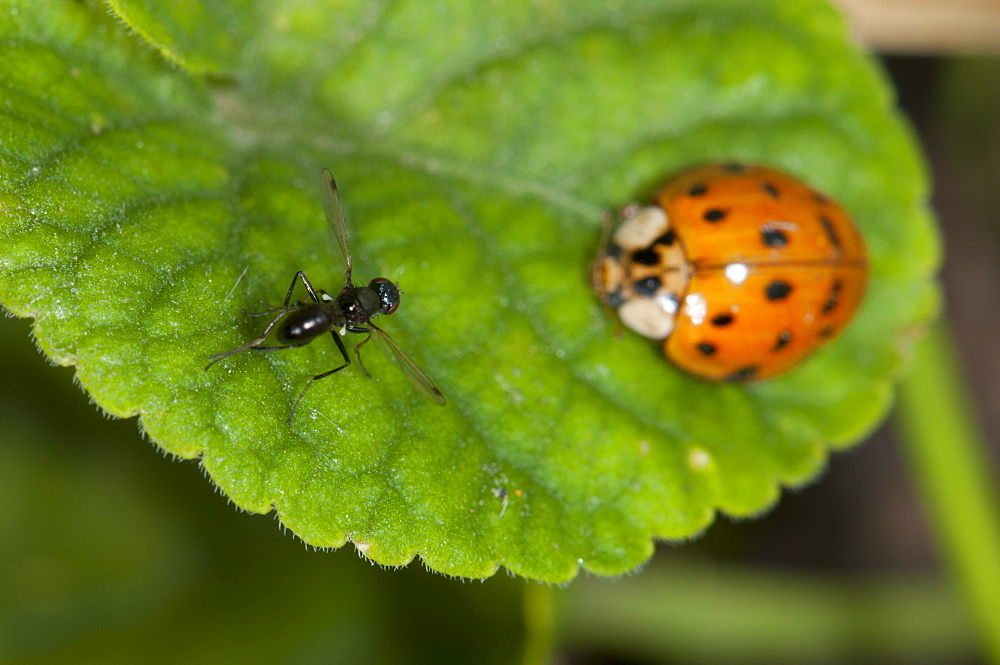 Fly (Diptera) (true flies) and ladybird (ladbybug) (Coccinellidae) on violet leaf, North West Bulgaria, Europe