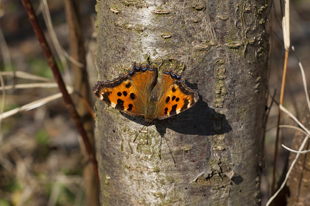 Large tortoiseshell (Nymphalis polychloros) (Nymphalidae) (Nymphalinae) (Nymphalini), North West Bulgaria, Europe