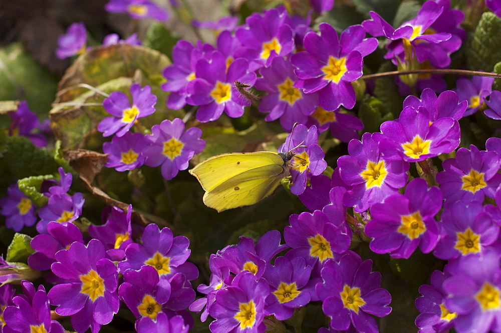 Common brimstone (Gonepteryx rhamni), North West Bulgaria, EuropeFamily Pierida