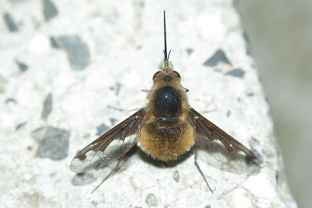 Bee fly (Bombyliidae), North West Bulgaria, EuropeOrder Diptera (true flies);Sub-order Brachycera