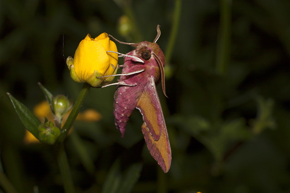 Small elephant hawk-moth (Deilephila porcellus), North West Bulgaria, EuropeFamily Sphingidae;Sub family Macroglossinae;Tribe Macroglossini;Sub tribe Choerocampina