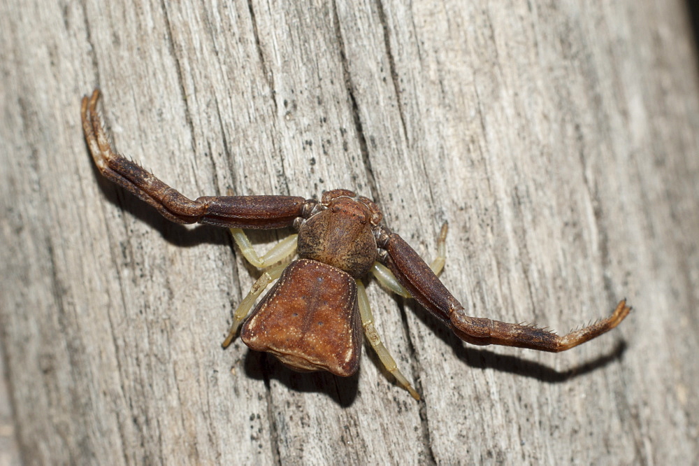 Crab spider (Thomisidae), North West Bulgaria, EuropeOrder Araneae;Family Araneida