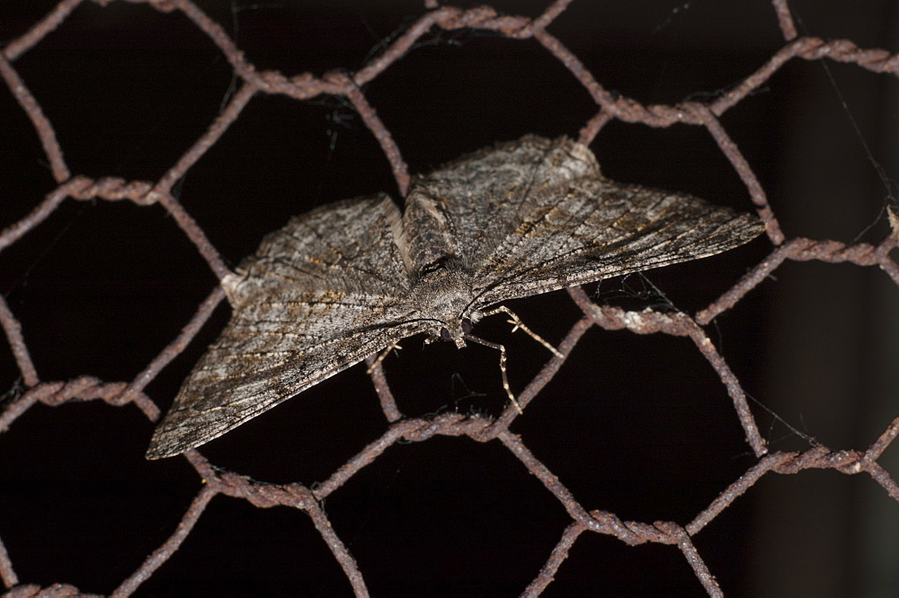 Moth (Heterocera), North West Bulgaria, EuropeFamily Geometridae