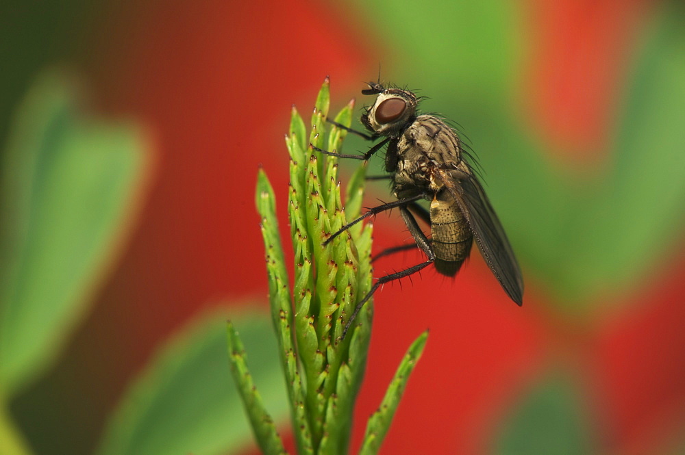 Fly, Diptera (True flies), North West Bulgaria, Bulgaria, Europe