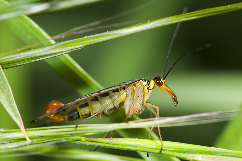 Common scorpionfly (Panorpa communis) (Panorpidae), Luxembourg, Europe