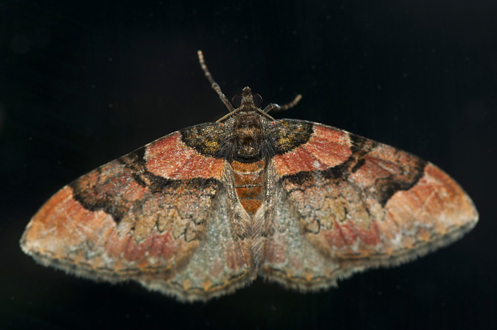 Ruddy carpet (Catarhoe rubidata) (Geometridae), Luxembourg, Europe