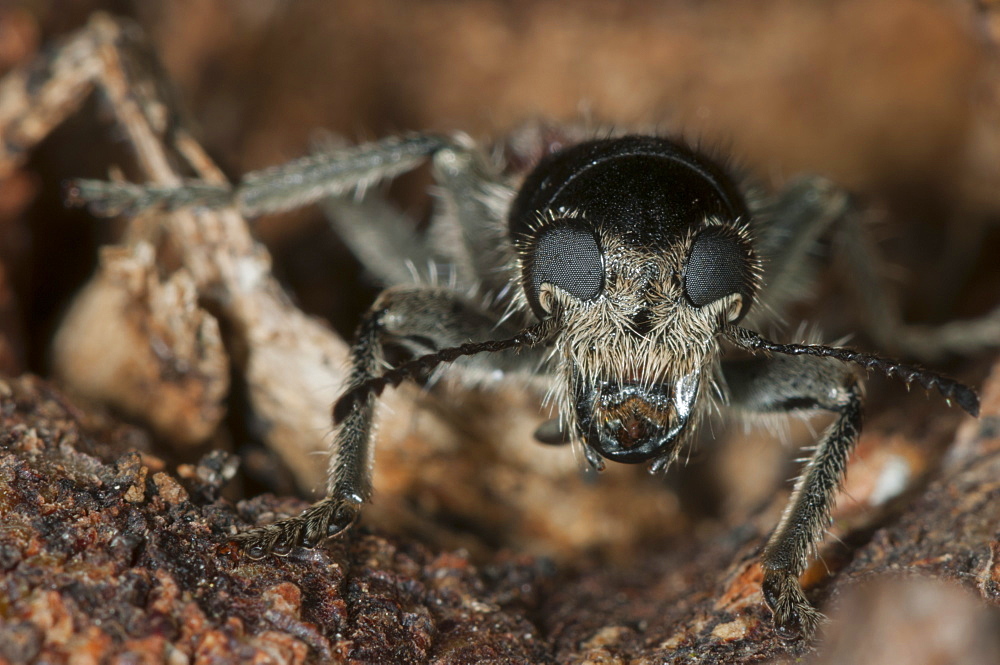 Checkered beetle (Clerus mutillarius), Bulgaria, Europe