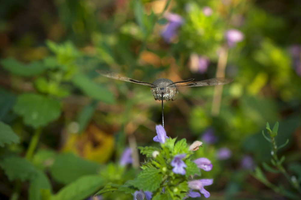 Humming-bird hawk-moth (Macroglossum stellatarum) (Sphingidae), Bulgaria, Europe