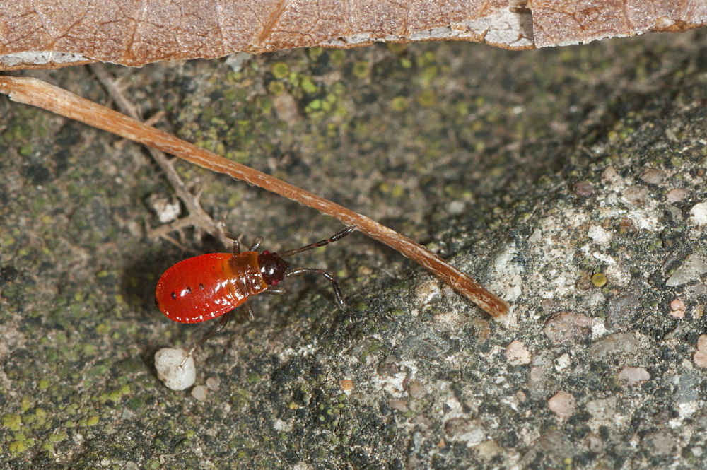 Firebug (Pyrrhocoris apterus) (Pyrrhocoridae), Bulgaria, Europe