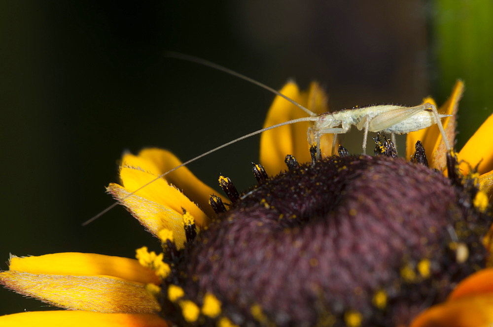 European tree cricket (Oecanthus pellucens), Bulgaria, Europe