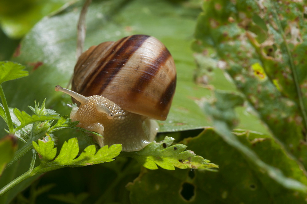 Turkish snail (Helix lucorum), Bulgaria, Europe