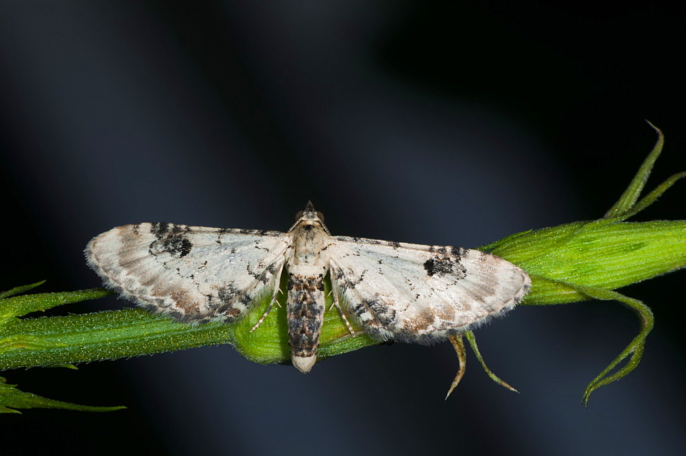 Lime-speck pug (Eupitecia centaureata) (Geometridae) (Larentiinae), Bulgaria, Europe