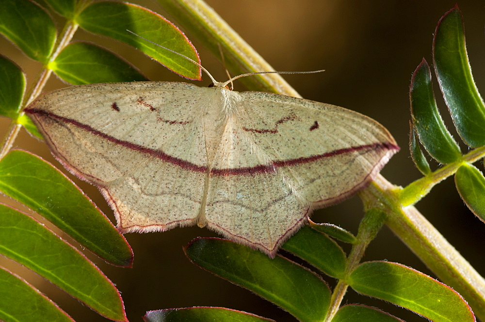 Blood vein (Timandra comae) (Geometridae), Bulgaria, Europe