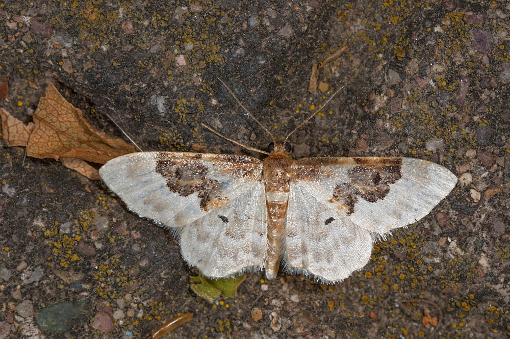 Least carpet (Idaea rusticata) (Geometridae), Bulgaria, Europe