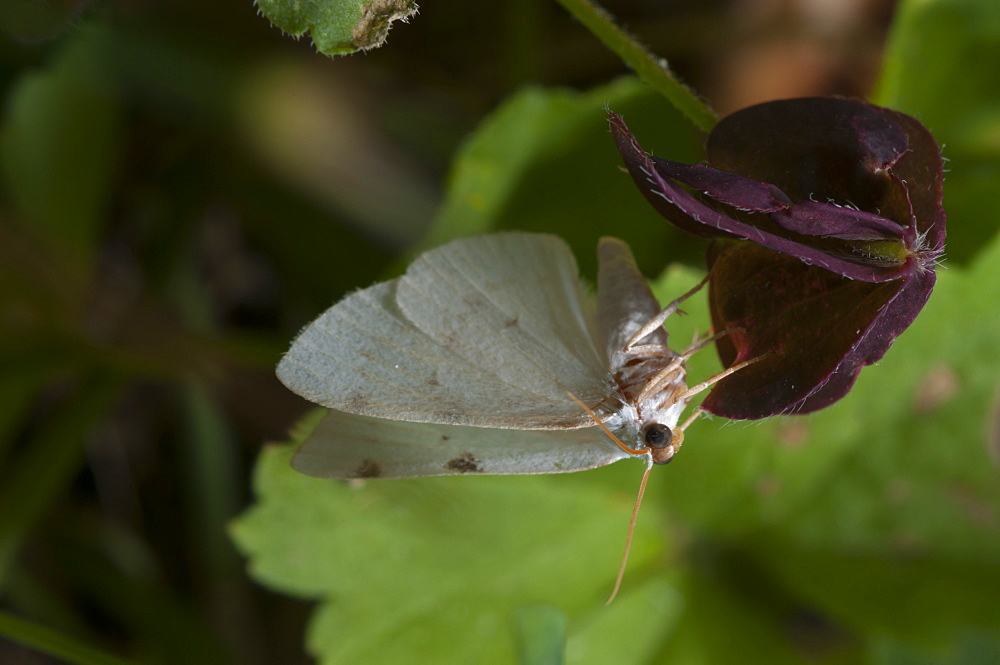 White-pinion spotted (Lomographa bimaculata) (Geometridae), Bulgaria, Europe