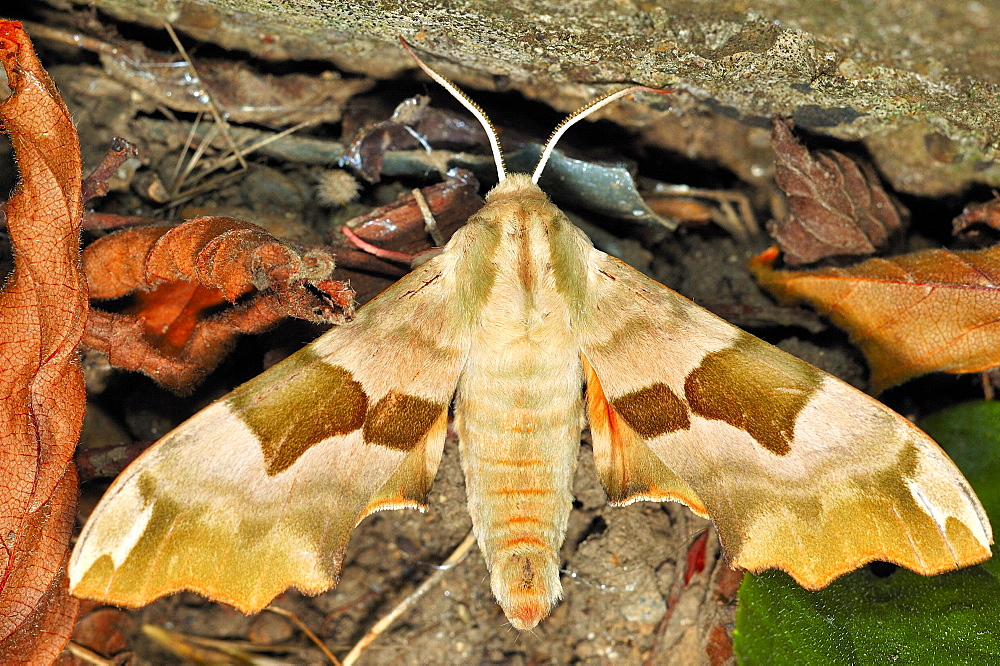 Lime Hawk-moth (Mimas tiliae);North West Bulgaria;Europe