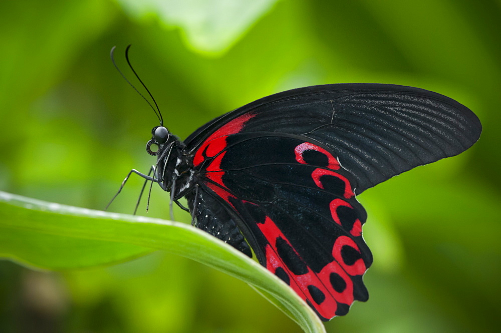 Scarlet mormon (Papilio deiphobus rumanzovia) (Papilionidae), Grevenmacher Butterfly Garden, Luxembourg, Europe