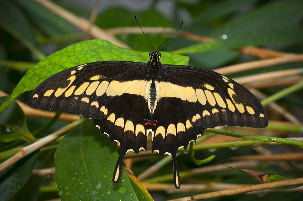 Giant swallowtail (Papilio cresphontes) (Papilionidae), Grevenmacher Butterfly Garden, Luxembourg, Europe