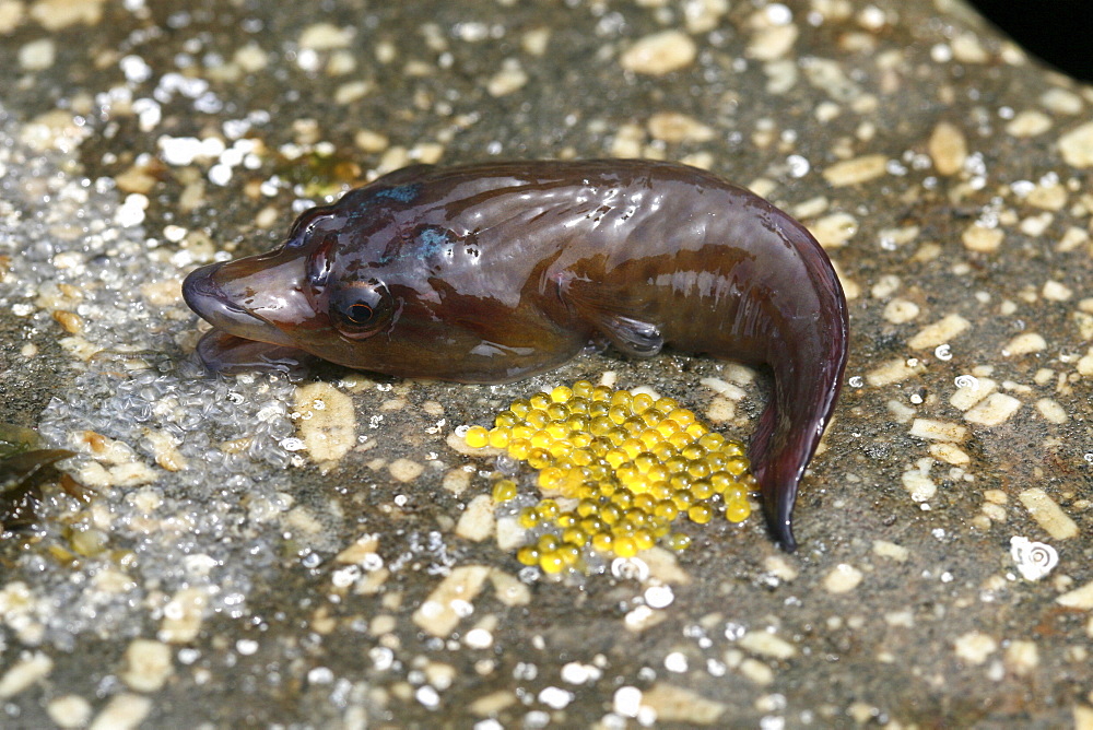 Clingfish and eggs in typical habitat - splash zone of a rocky shore. UK   (RR)