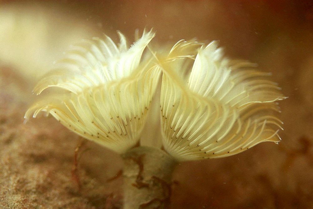 Tubeworm with feathery filter system in use. UK   (RR)