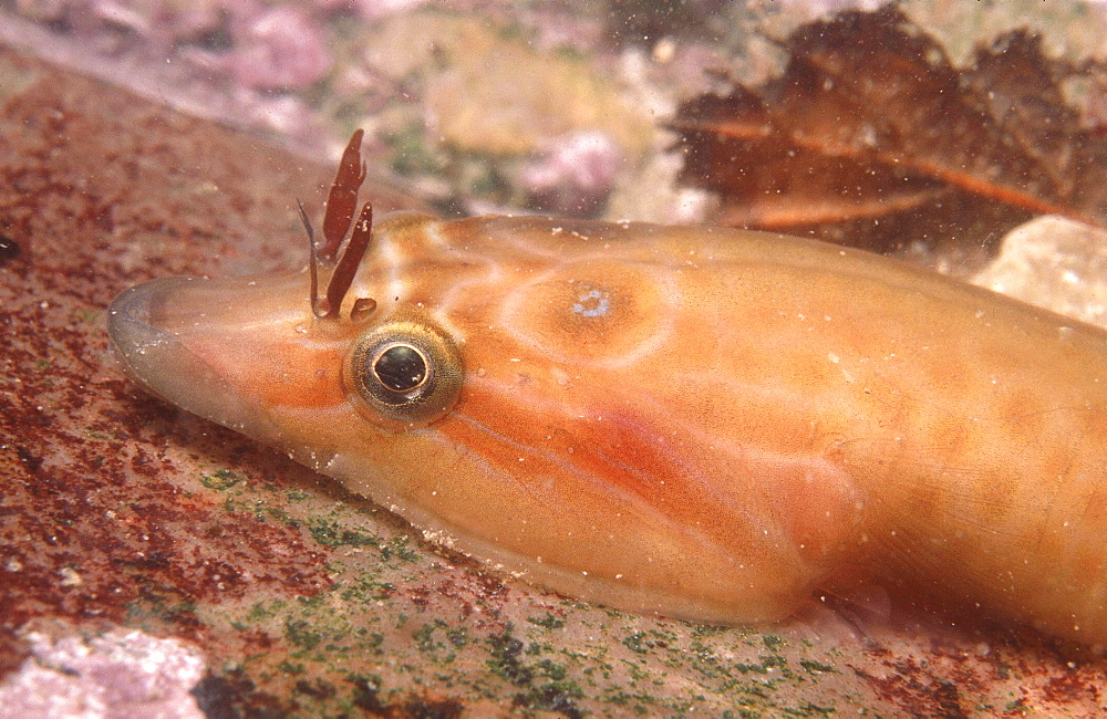 Clingfish. UK