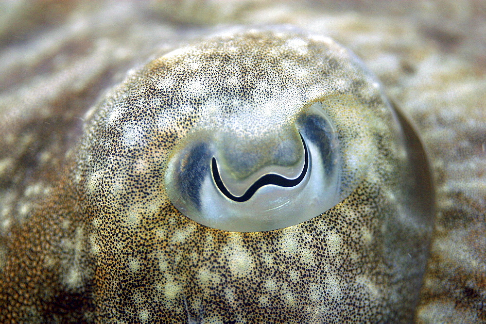 Cuttlefish - close up of eye. UK   (RR)