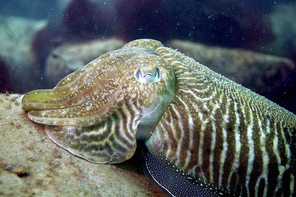 Close up of a cuttlefish. UK   (RR)