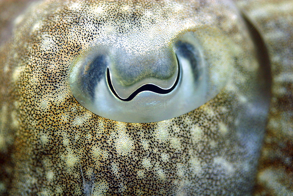 Big close up of cuttlefish eye. UK   (RR)