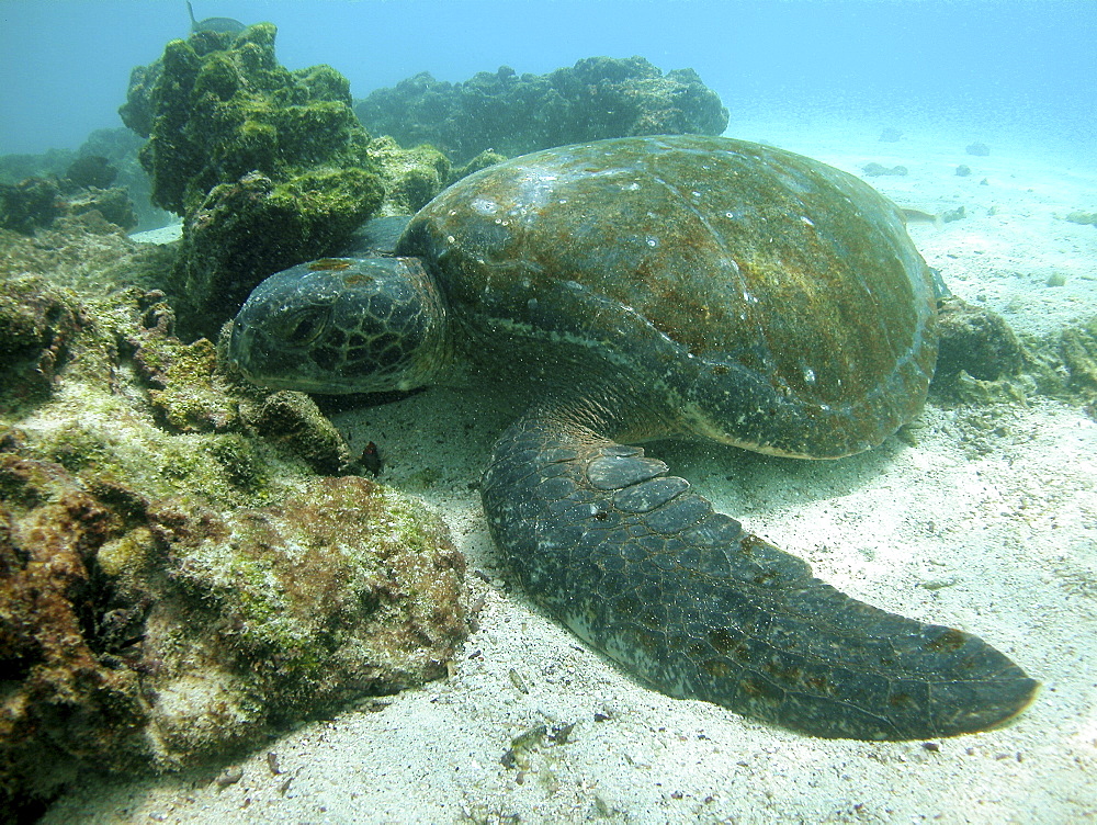 Green turtle (Chelonia mydas) resting. Galapagos.   (RR)