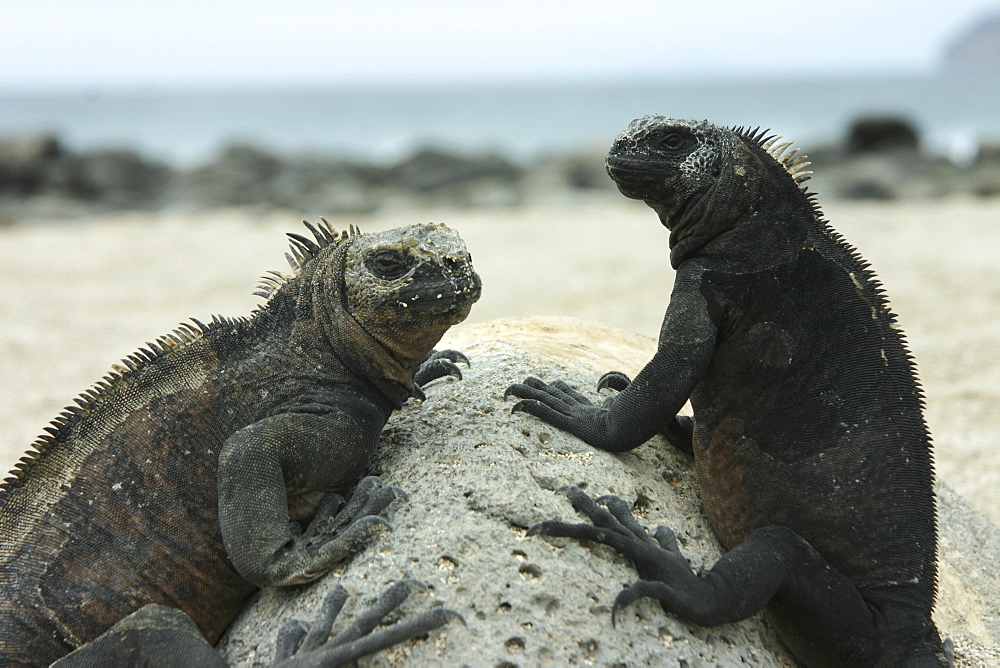 Marine Iguanas. Galapagos.   (RR)