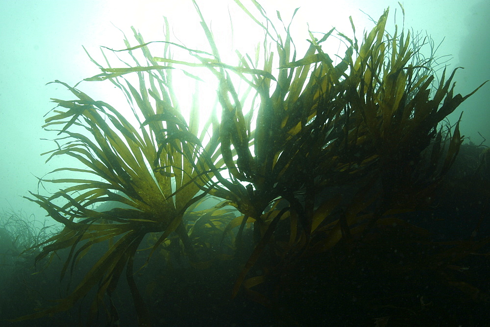 Kelp at L'Etac. UK   (RR)