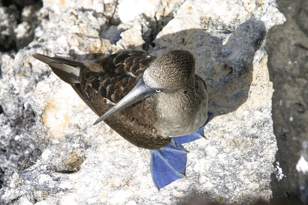 Booby Bartolome. Galapagos.   (RR)