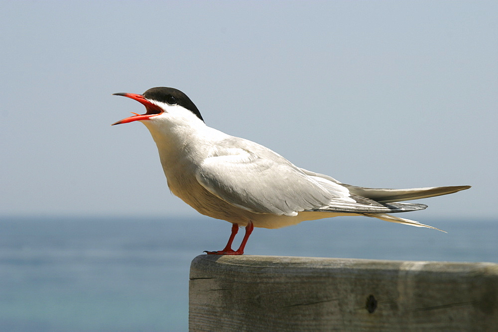 Common tern (Sterna hirundo) calling. UK   (RR)