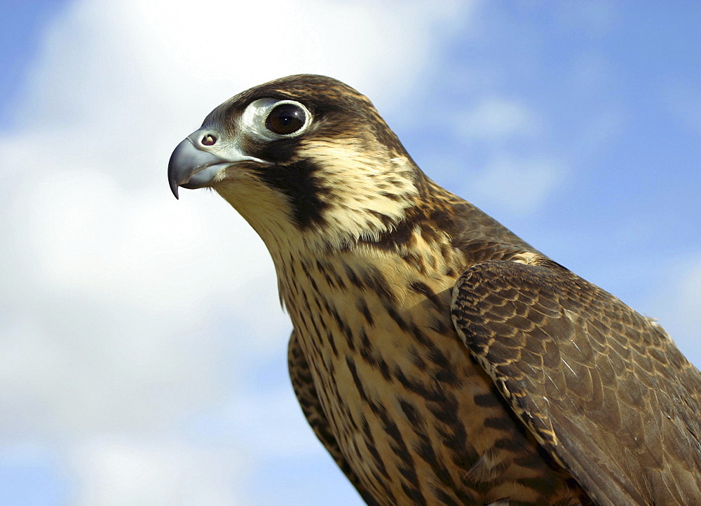 Peregrine Falcon on coast. UK   (RR)