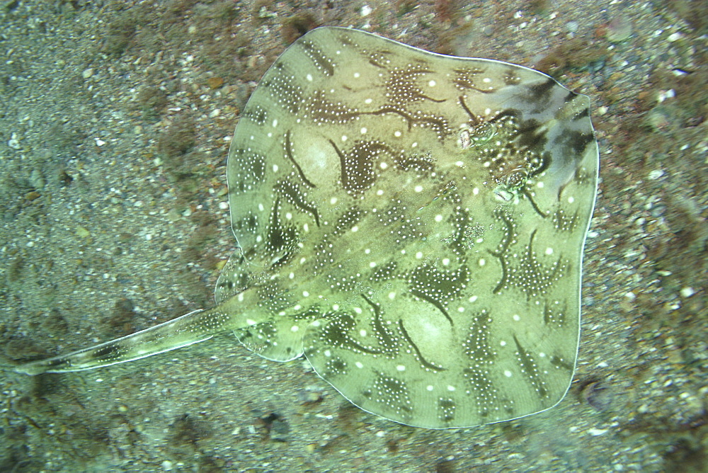 Undulate Ray from above. UK   (RR)