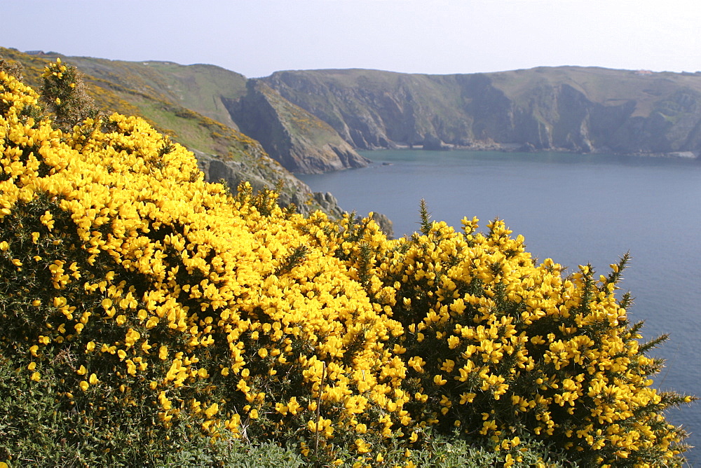 Gorse in Sark, UK   (RR)