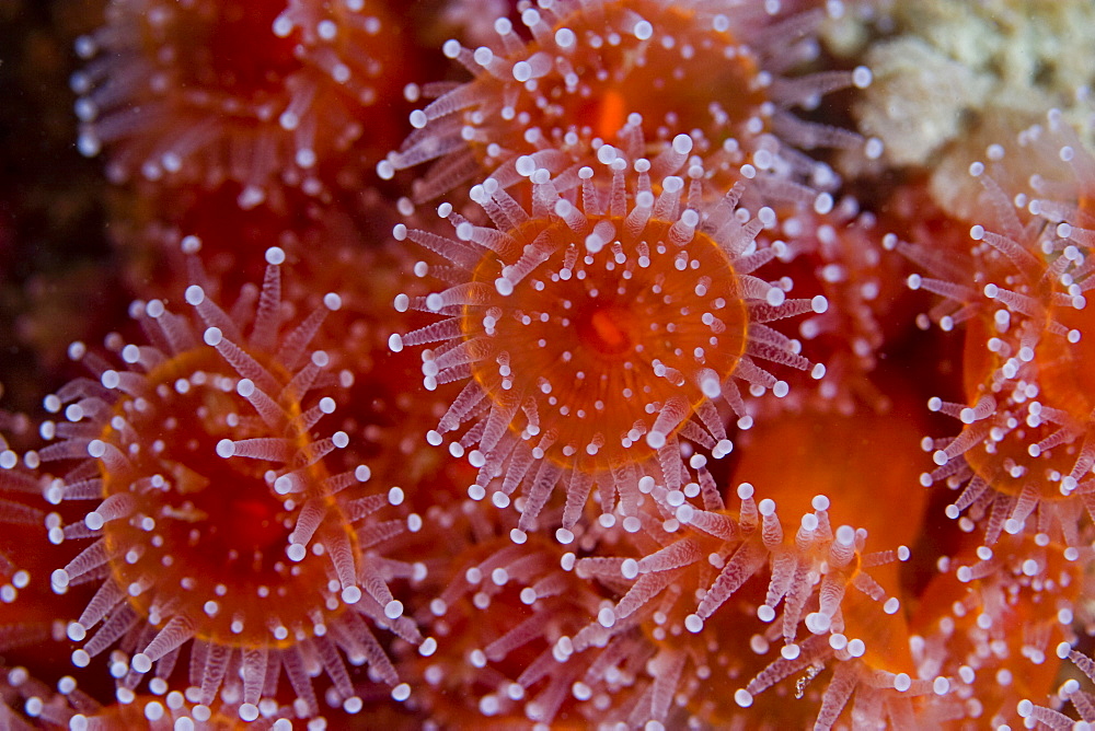 Jewel Anemone  Corynactis viridis