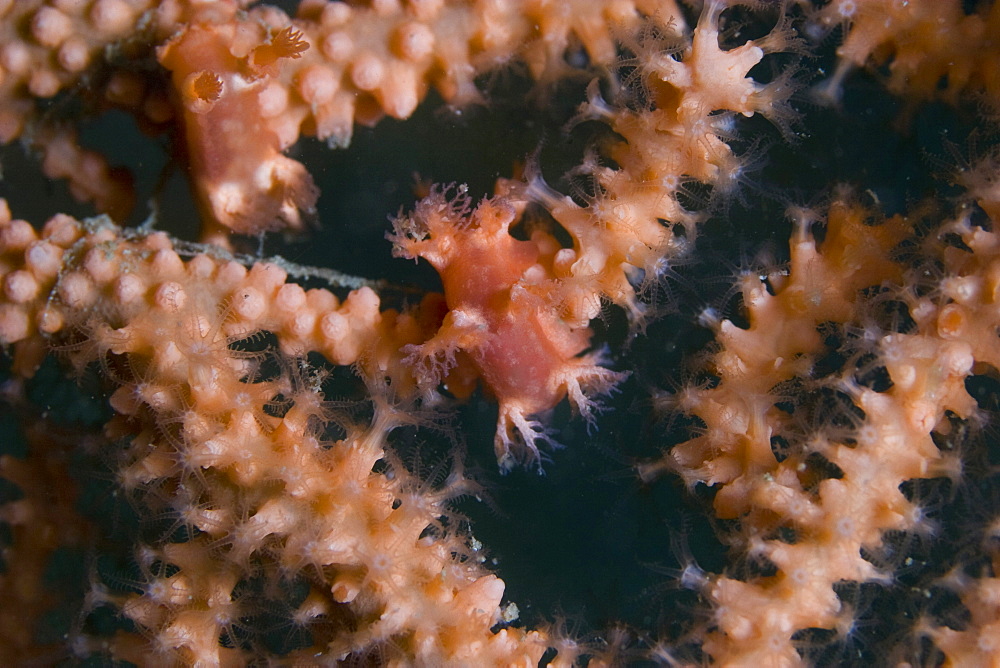 Sea Fan Nudibranch Tritonia nilsodhneri on Eunicalla verrucosa