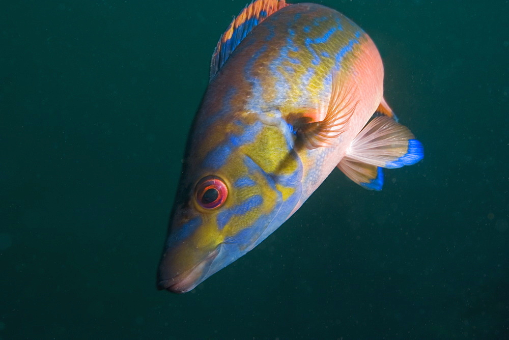 Cuckoo Wrasse male (Labrus mixtus), Sark, Channel Islands