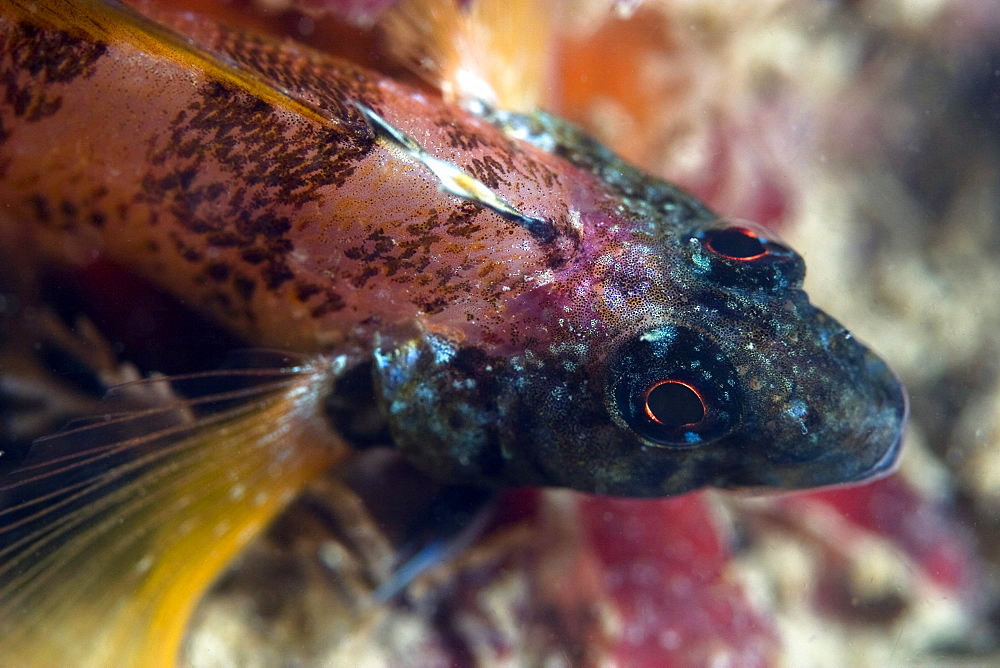 Black-Face Blenny Tripterygion delaisi (male)