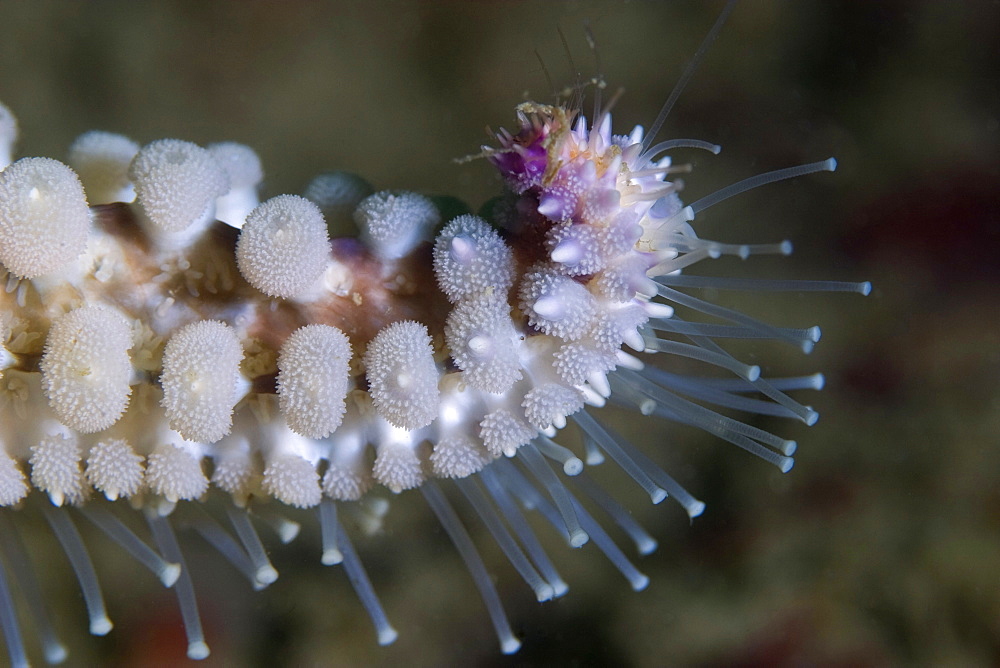 Spiny Starfish   Marthasterias glacialis (close up)