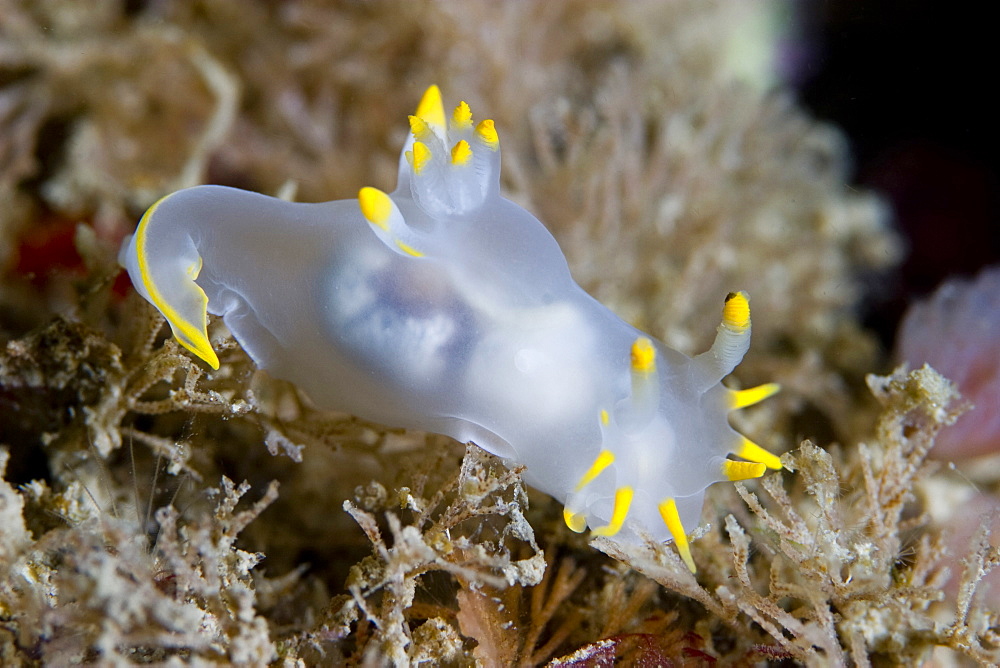 Nudibranch Polycera faeroensis