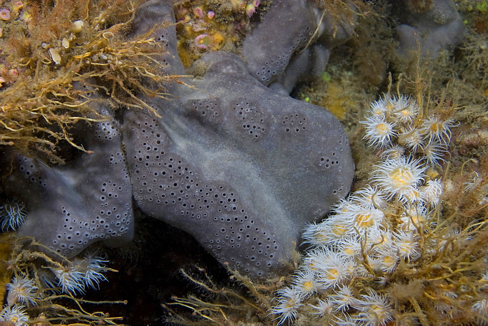 Elephant Hide Sponge Pachymatisma johnstonia