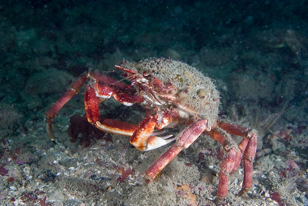 Spiny Spider Crab  Maja squinado