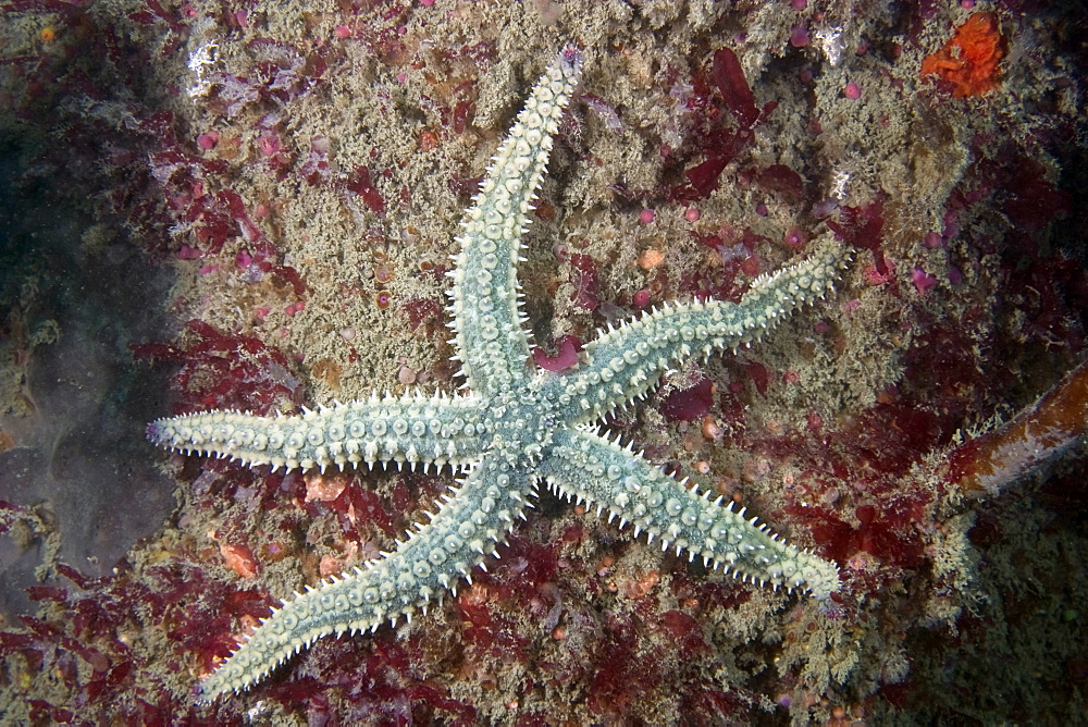 Spiny Starfish   Marthasterias glacialis