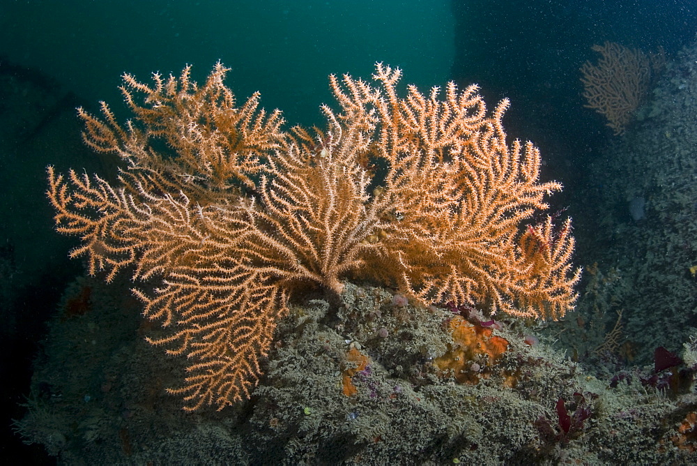 Pink Sea Fan  Eunicella verrucosa