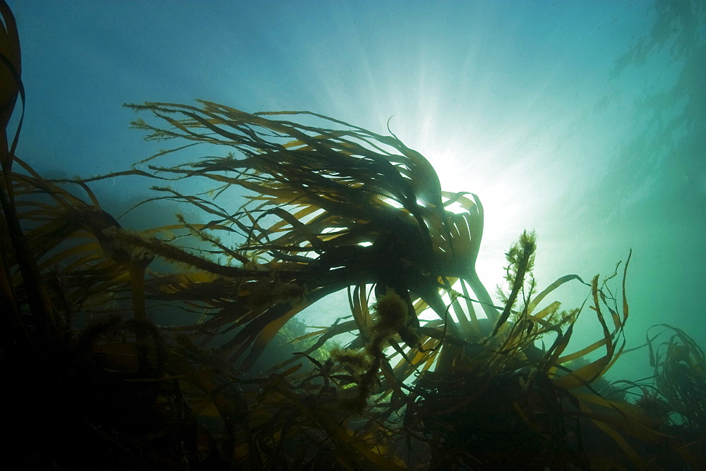 Furbelows seaweed Saccorhiza polyschides