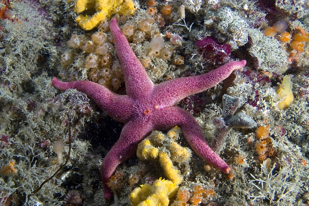 Bloody Henry Starfish   Henricia oculata