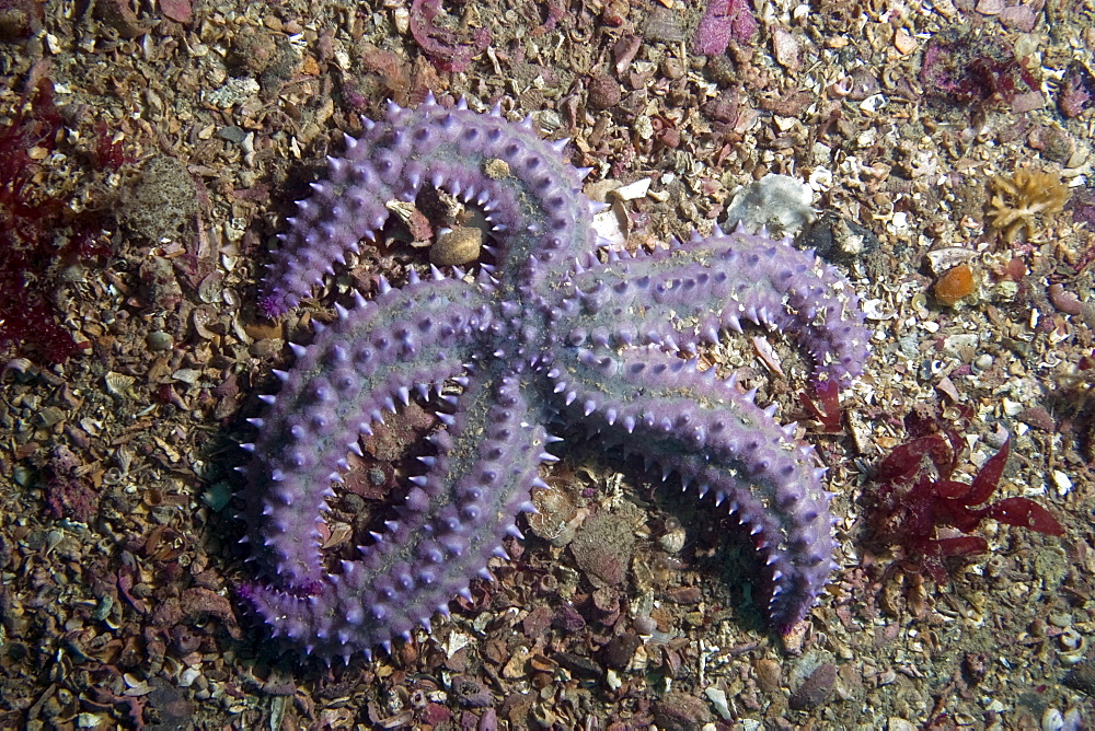 Spiny Starfish   Marthasterias glacialis