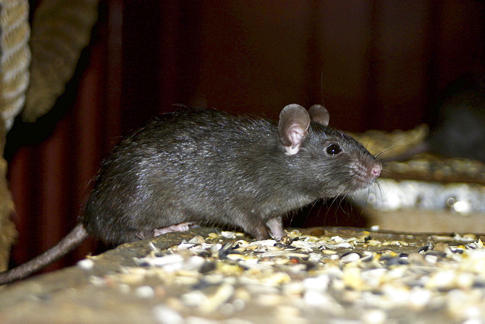 Black Rat (Rattus rattus). Living Coasts (wildlife centre) , UK